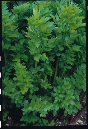 Picture of Lovage